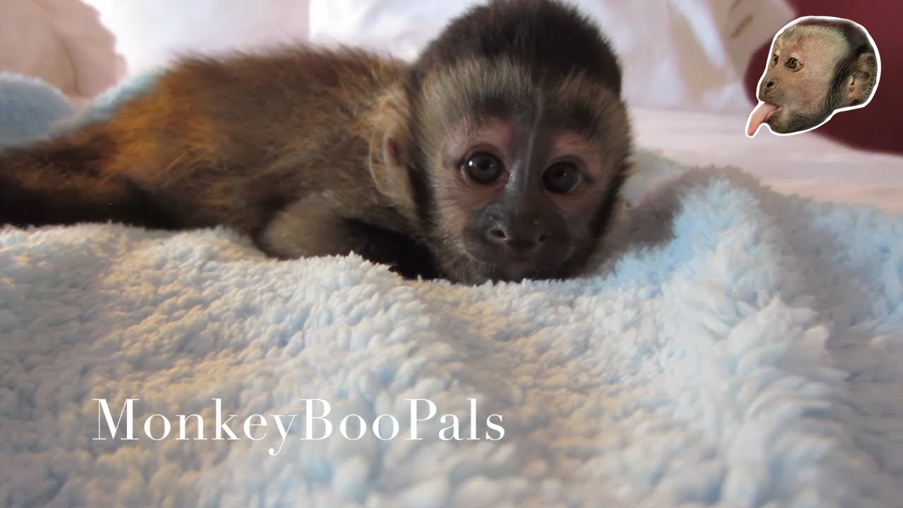 Capuchin Monkey Baby Up Close Youtube