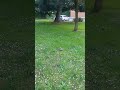 家の近所のハリネズミ☺️　il mio vicino Sig.porcospino🦔