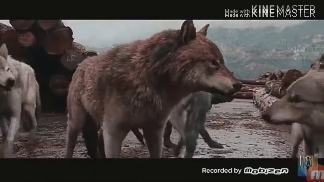 《Imagina con bts enamorados de la chica lobo?》