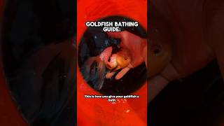 How to bathe a goldfish