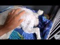 My First Delivery - 5 kiddos!!!! Toy Poodle - Maltipoo puppies!