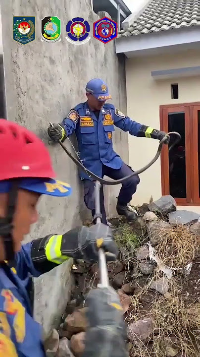 Evakuasi ular King Koros di Perumahan Adimas Rogojampi, Desa Rogojampi, Kecamatan Rogojampi