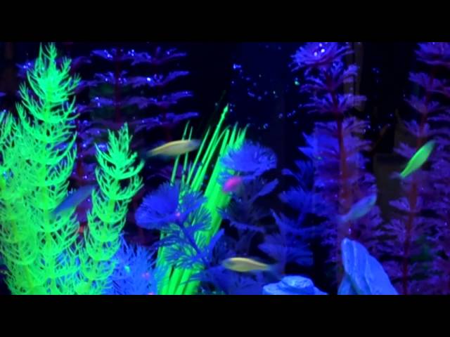 Learn about the GloFish® Fluorescent Fish Experience 