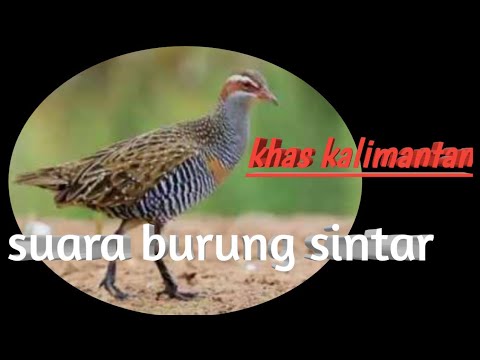 Suara burung sintar di jamin top 