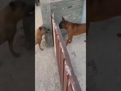 Dogs bark through gate but quickly back down when it opens