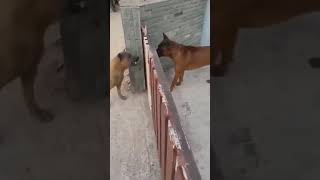 Dogs Bark Through Gate But Quickly Back Down When It Opens