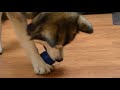 Malamute Eating Green Beans from Kong Toy