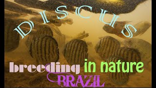 wild Discus breeding in nature - Symphysodon aequifasciata fry - Amazon diving rainy season ! screenshot 5