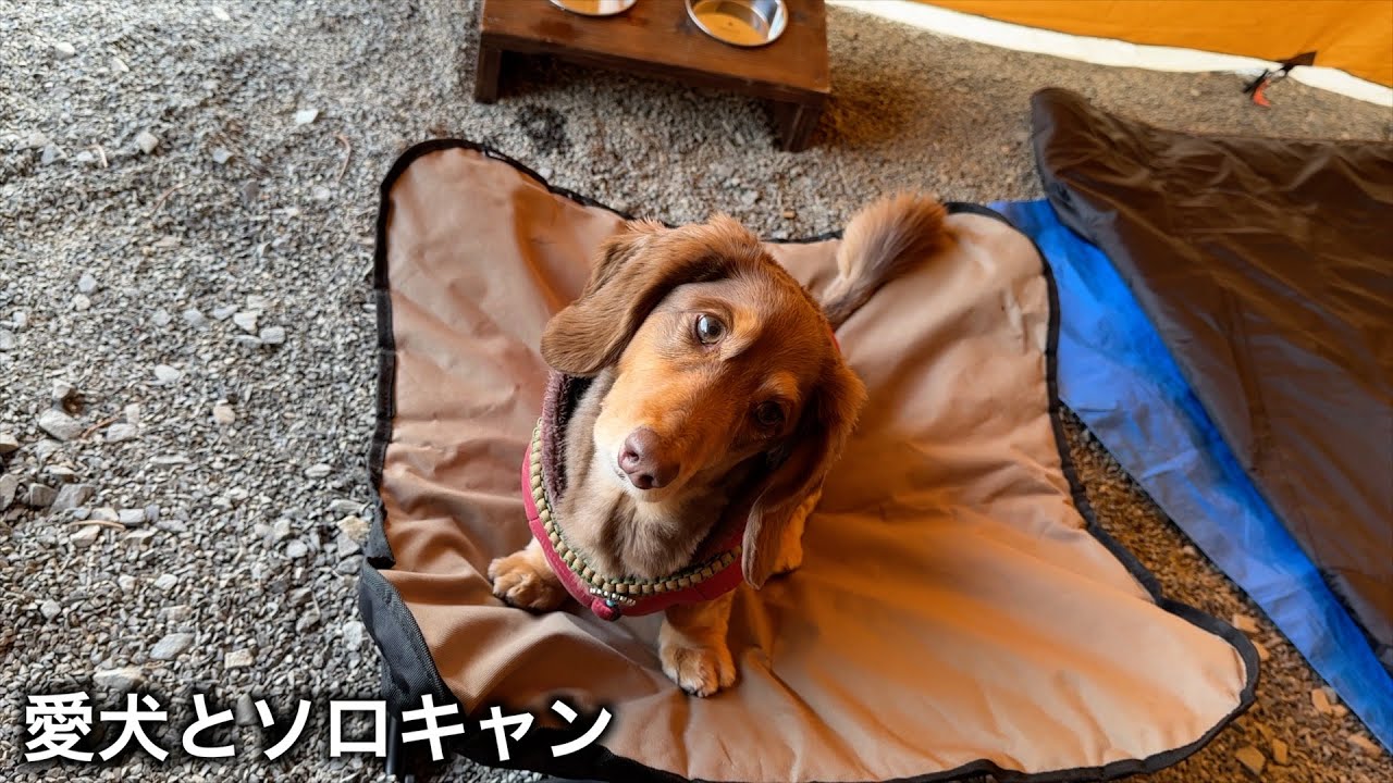 相棒と一緒に牛タン食べながらまったりソロキャンプ【ミニチュアダックス】【犬とキャンプ】