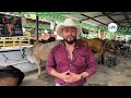 La Feria Ganadera en Santa Ana cumple 40 años: así lo vivimos