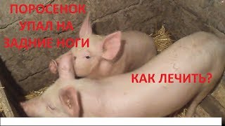 ПОРОСЕНОК УПАЛ НА ЗАДНИЕ НОГИ!!! КАК И ЧЕМ ЛЕЧИТЬ?