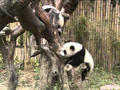 World's only panda triplets start living outdoors