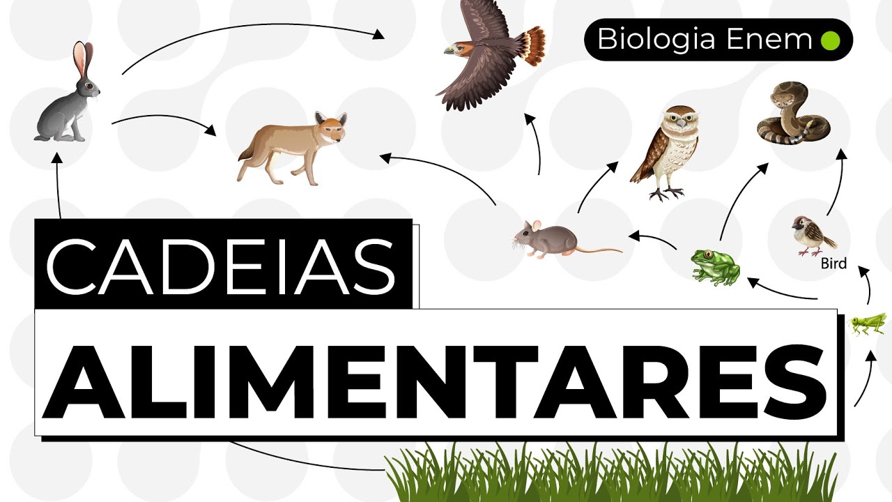 CADEIAS ALIMENTARES | Resumo de Biologia para o Enem