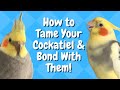 How to Tame Your Cockatiel & Bond With Them! | BirdNerdSophie