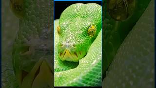 🐍🐍Differences between Green Tree Boa and Emerald Tree Python | Amazing Zoo Miami Animals #snake