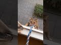A cat that can walk on walls and roofs.