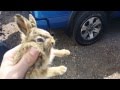 Baby Bunny Attacks