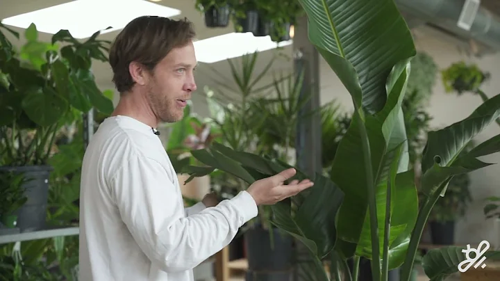 How to care for a large houseplant: the Bird of paradise plant