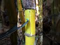 Incredible Bamboo Cutting Skill Master Level Craft#satisfying #woodworking #asmr