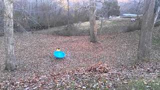 Leaf sledding(1)