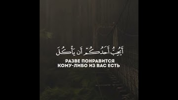 سورة الحجرات / الآية 12 🤍