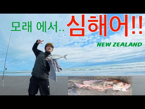 NZ WHAKATANE - SURF FISHING #REDCOD - THECHASE EP🎣31