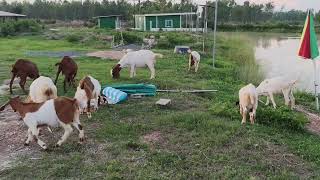 Alone in Rural Thailand AGAIN!