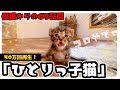 ひとりっ子猫。保護０日目～約2か月の軌跡。はじめてのミルク・シャンプー・離乳食などなど新しい家族が決まるまで★〈保護猫〉～Kitten growth record～