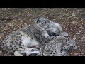 Snow Leopard Kittens and Mom