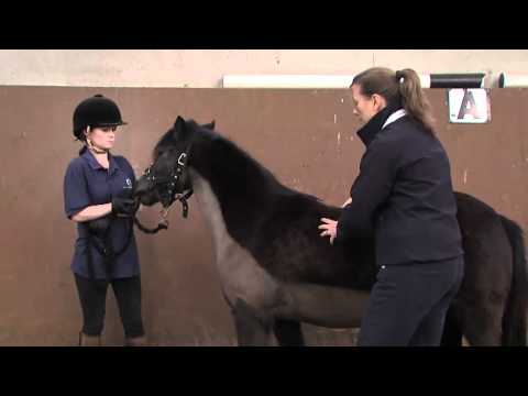 Comment un cheval gras score de