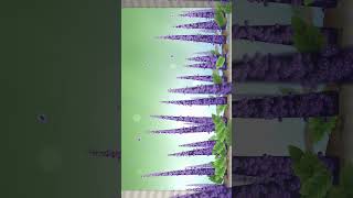 Wisteria purple pergola sunny 4k Vertical Visual Loop | Python   Taichi CUDA | 60 FPS