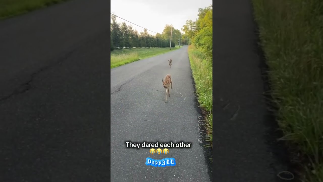 Two Deers Approaches Man And Runs Off 
