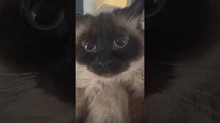 she’s not built for the streets fr#pethumor #catsofinstagram #catsoftiktok #siamese #funnycat