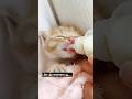 love kitten 🍼🐱❤#palwashahouse #kitten #cat #love #trending #ytshorts #youtube #pets #cutecat 🐱