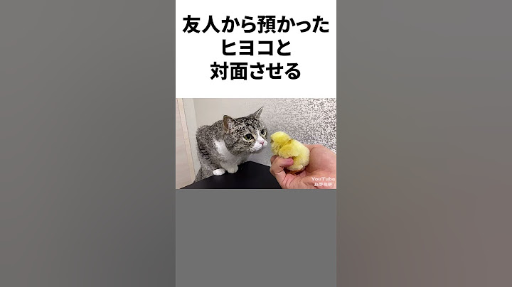 飼い主の下僕がもちまるにしたうっかり行為7選 #shorts