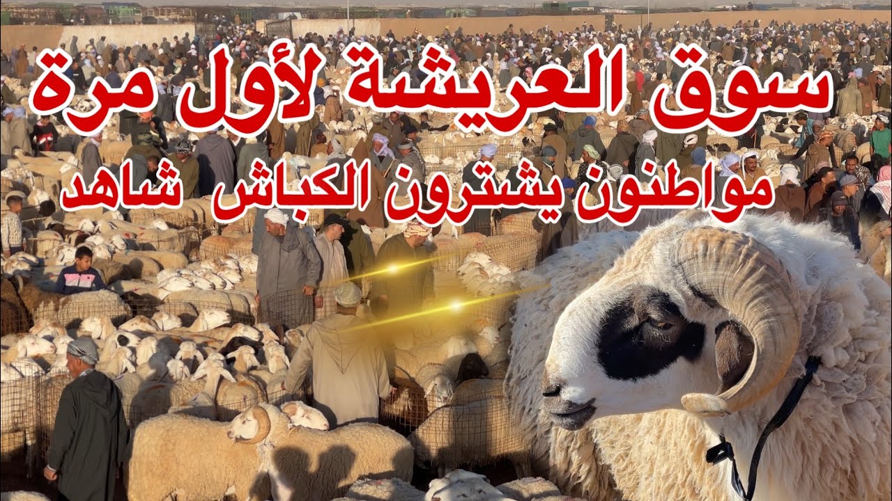 🟢 فرحة كبير للمواطنين بعد شراء أضحية العيد اليوم نحن في تلمسان بسوق العريشة