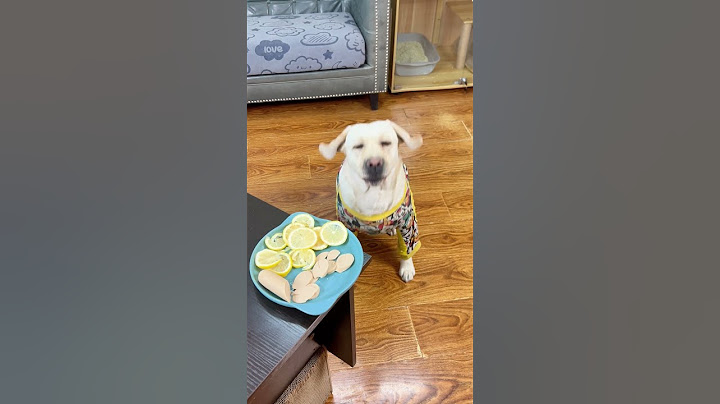 狗：社会很单纯，复杂的是人…… Dogs: Society is very simple, but it is people who are complicated...... #搞笑汪驾到#萌寵