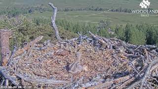 Stroppy Loch Arkaig Osprey chick attacks mum Dorcha who takes a timeout 9 Jun 2023 (quicktime)