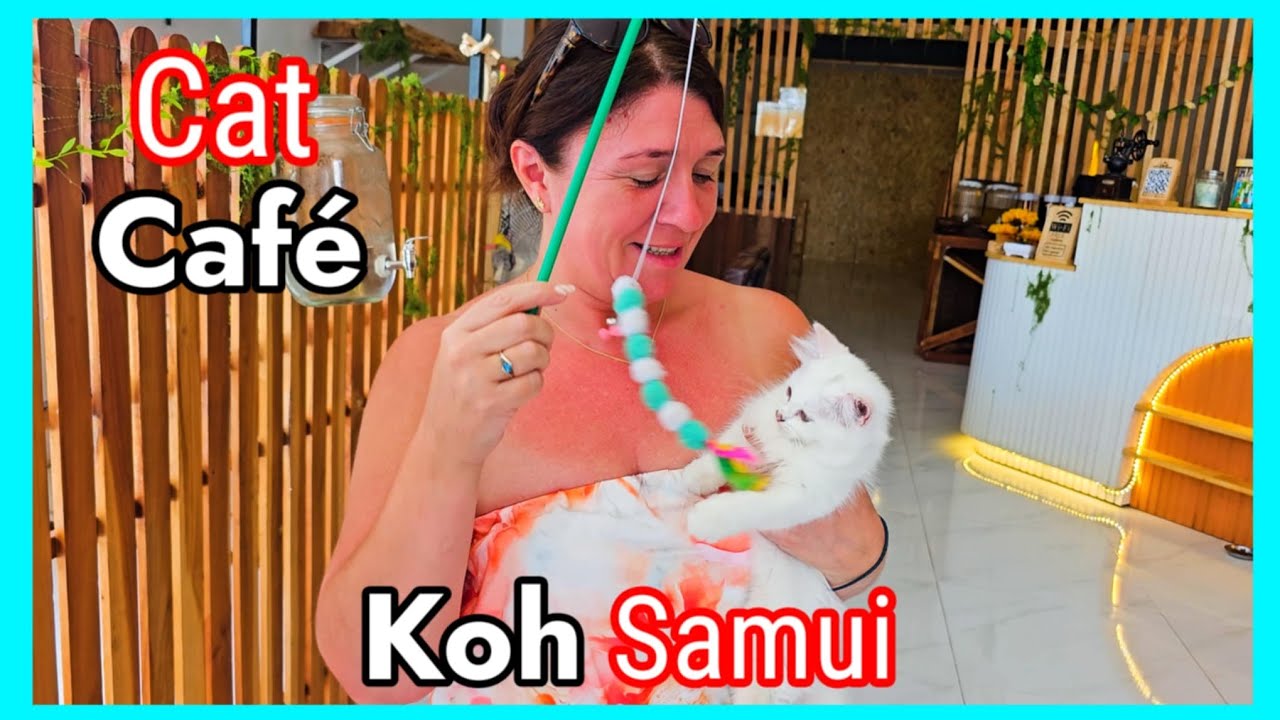 We visited the Cutest Cat Cafe Ever in Koh Samui #kohsamui #thailand #catcafe