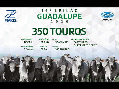 LOTE 51
