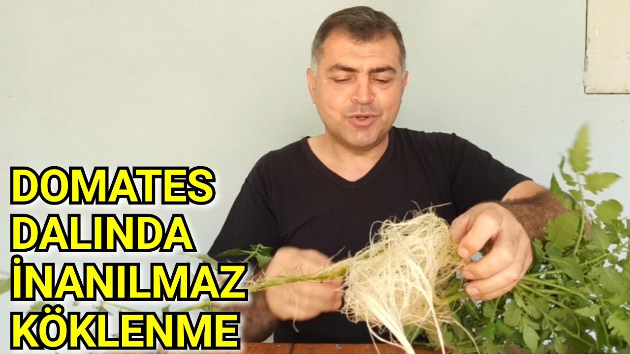 Fide Arayışına Son, Sürgünleri Köklendir