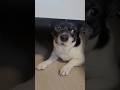 Что упало-то пропало. Фред украл крышку. #dog #chihuahua #воришка #чихуахуа #фредди #собака