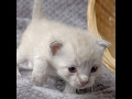 廃材にしがみつき、必死に助けを待っていた子猫。7時間にも及ぶ救助活動により助かって・・・
