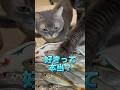 猫が魚を好きって本当か検証した結果...
