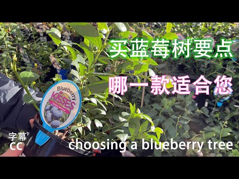 怎样在蓝莓种植时选蓝莓树苗品种 ,选择盆栽还是在阳台, 对种植土壤要求, 生长环境, 对温度, 储冷量冷时数的要求, 攻略全部都在这里了,blueberry plant,(上集). 怎样在蓝莓种植时选蓝莓树苗品种 ,选择盆栽还是在阳台, 对种植土壤要求, 生长环境, 对温度, 储冷量冷时数的要求, 攻略全部都在这里了,blueberry plant,(上集).