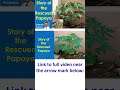 Story of the Rescued Papaya
