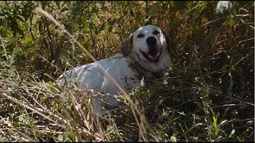 Adaptive Grazing 101: Do You Need Shade in Your Pasture?