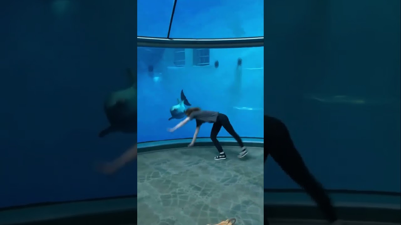 Cute dolphin... - Smile in your heart 28