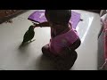 Playing with parrots 🦜🦜😍
