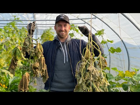 Video: Sådan Syltes Et Udvalg Af Agurker Og Tomater Til Vinteren